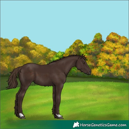 Horse Color:Liver Chestnut 