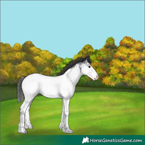 Horse Color:Blue Roan Splash Near Fewspot 