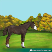 Horse Color:Liver Chestnut Sabino 