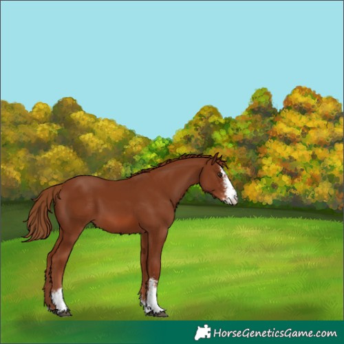 Horse Color:Chestnut Sabino 