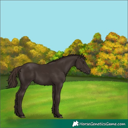 Horse Color:Liver Chestnut 
