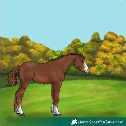 Horse Color:Chestnut Sabino 