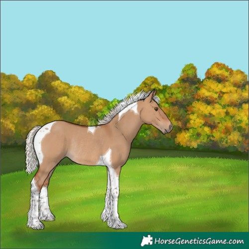 Horse Color:Silver Bay Dun Tobiano Rabicano 
