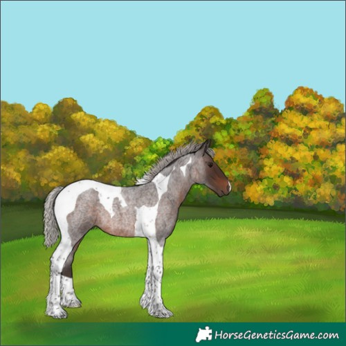Horse Color:Silver Brown Roan Tobiano 
