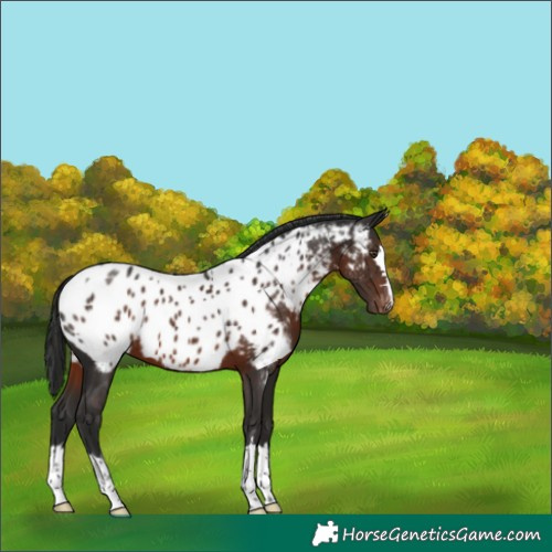 Horse Color:Liver Chestnut Appaloosa 