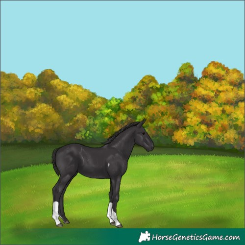 Horse Color:Smoky Black Tobiano 