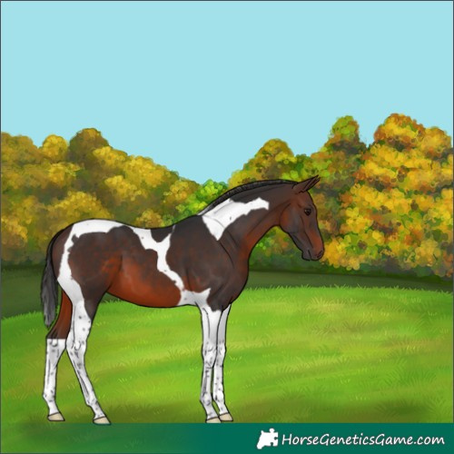 Horse Color:Brown Tobiano 