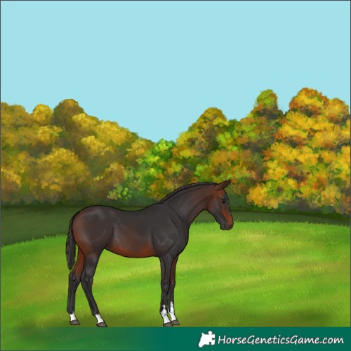 Horse Color:Brown 