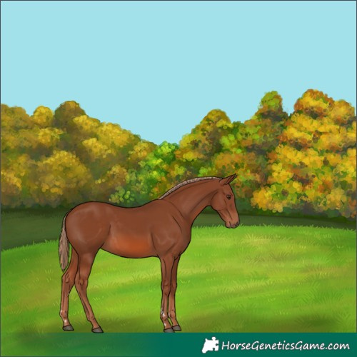 Horse Color:Chestnut 