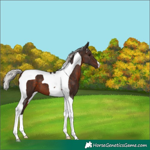 Horse Color:Silver Brown Tobiano 