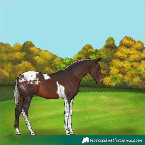 Horse Color:Silver Brown Tobiano Appaloosa 