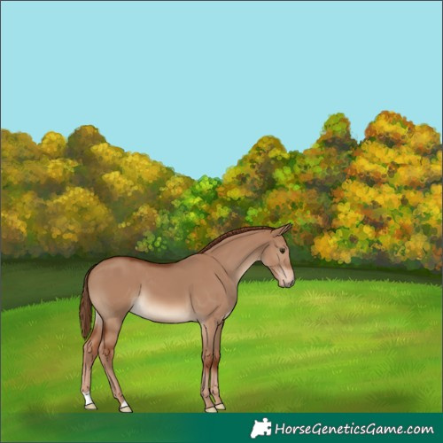 Horse Color:Red Dun 