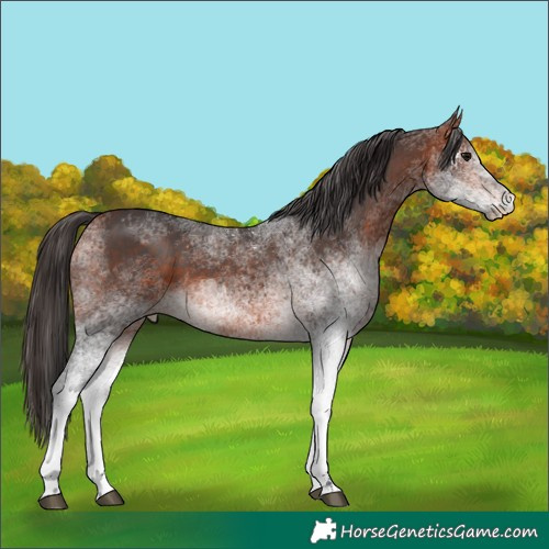 Horse Color:White Spotted Bay 