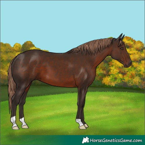 Horse Color:Liver Chestnut 