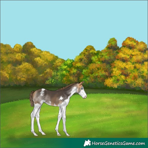 Horse Color:Buckskin Splash Appaloosa 