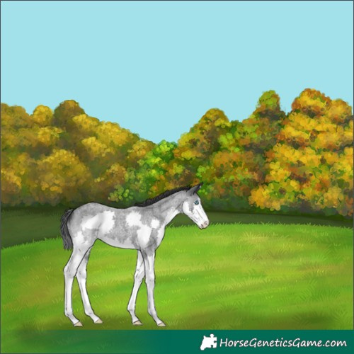 Horse Color:Blue Roan Splash 