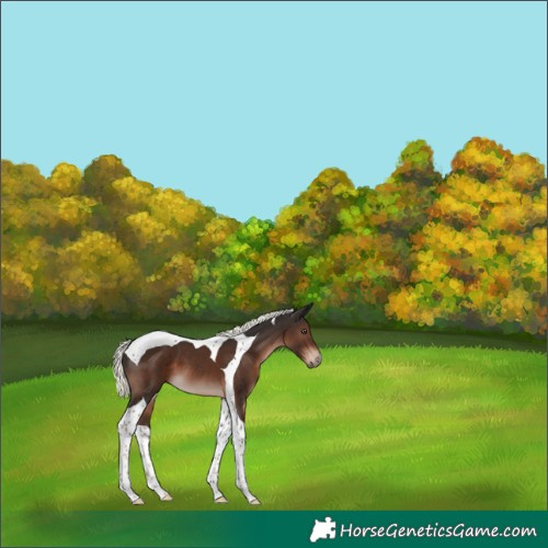 Horse Color:Liver Chestnut Mushroom Tobiano 