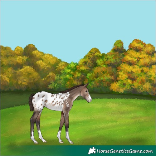 Horse Color:Brown Dun Mushroom Appaloosa