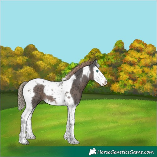 Horse Color:Liver Chestnut Ice Splash Tobiano 