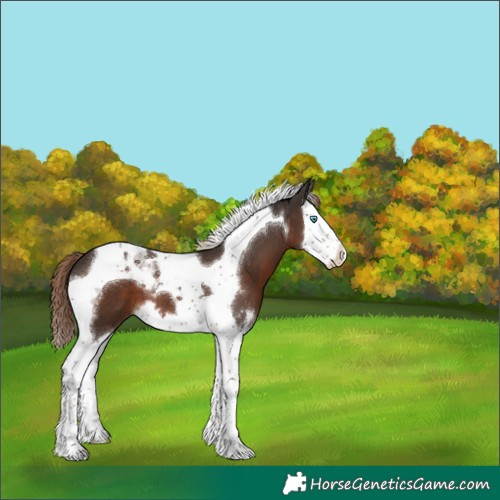 Horse Color:Liver Chestnut Splash Tobiano 