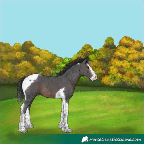 Horse Color:Brown Ice Splash Tobiano 