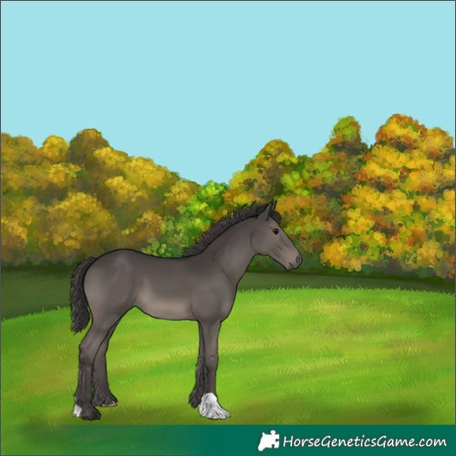 Horse Color:Smoky Black 