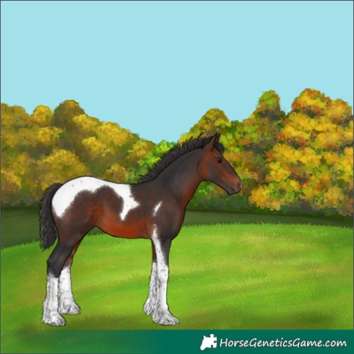 Horse Color:Brown Tobiano 