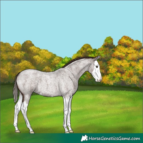 Horse Color:Liver Red Roan Splash 
