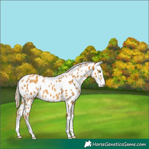 Horse Color:Gold Cream Champagne Splash Near Leopard 