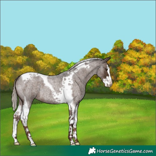 Horse Color:Liver Red Roan Splash Tobiano 