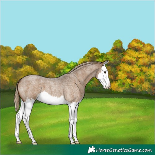 Horse Color:Chocolate Palomino Roan Splash 