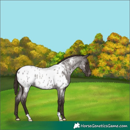 Horse Color:Liver Red Roan Near Leopard 