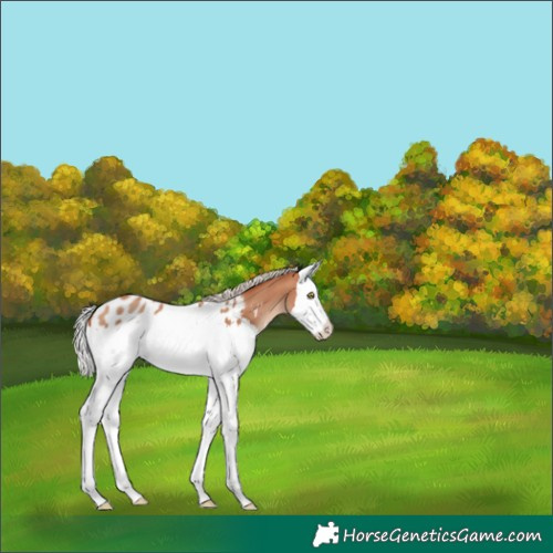 Horse Color:Silver Sable Champagne Splash Appaloosa