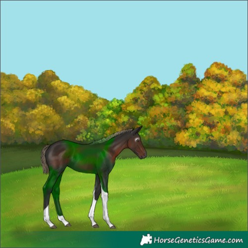 Horse Color:Gray Liver Chestnut Tobiano 