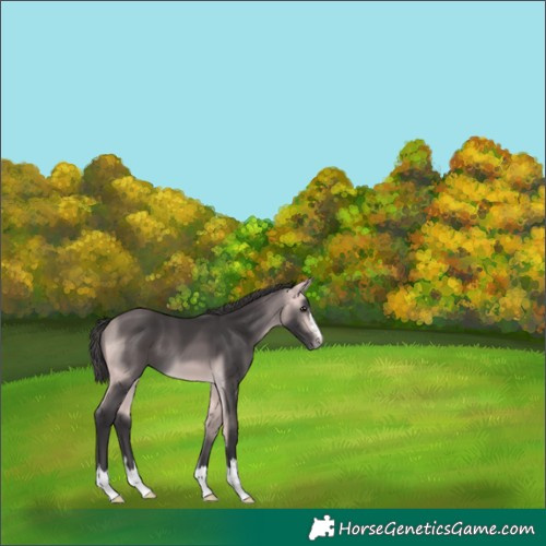Horse Color:Platinum Buckskin 