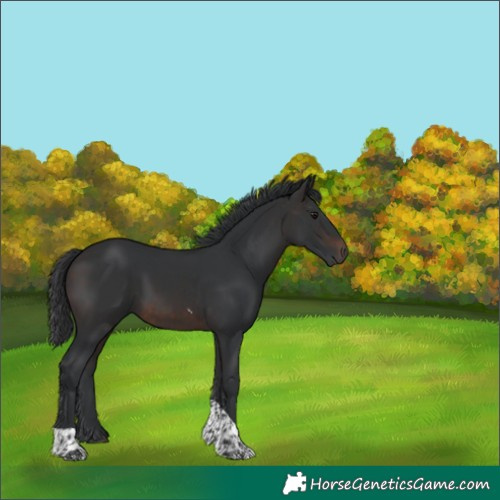 Horse Color:Brown Tobiano 