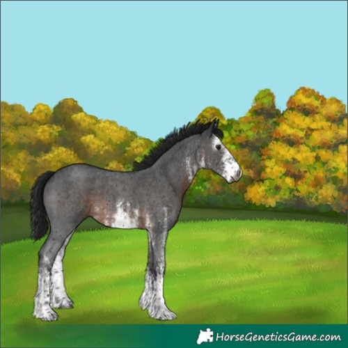 Horse Color:Gray White Spotted Brown 