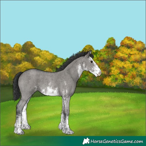 Horse Color:White Spotted Grullo