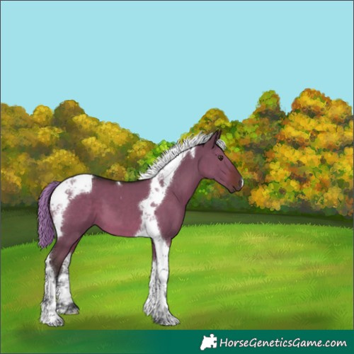 Horse Color:Liver Red Dun Tobiano 