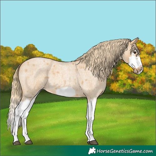 Horse Color:Red Dun Roan Splash Frame Rabicano 