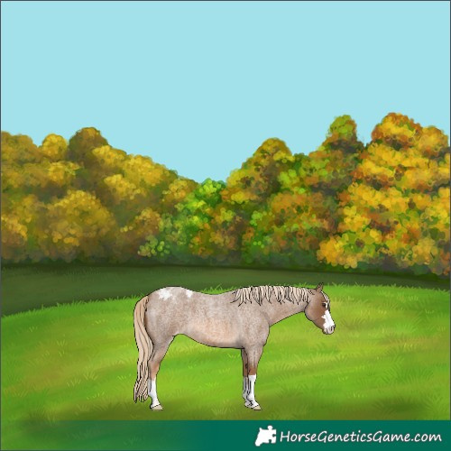 Horse Color:Chocolate Palomino Roan Blanket 