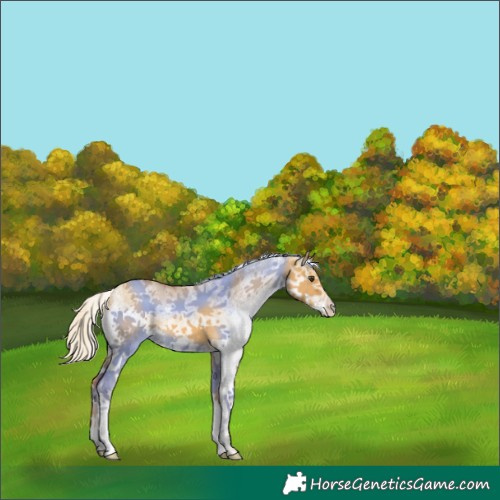 Horse Color:White Spotted Palomino Dun 