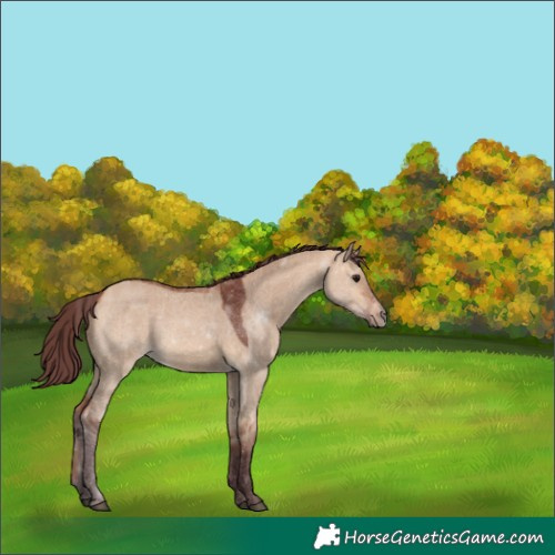 Horse Color:Chocolate Bay Dun Rabicano
