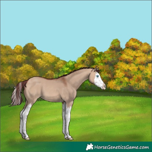 Horse Color:Chocolate Bay Dun Splash 