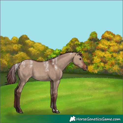 Horse Color:Powder White Chocolate Bay Dun 