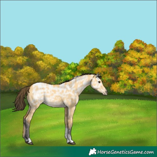 Horse Color:Buckskin Ice Dun Tobiano 