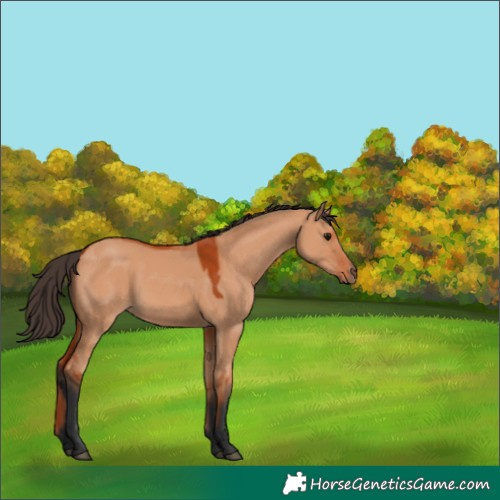 Horse Color:Void Bay Dun 