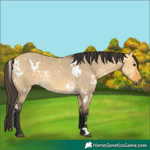 Horse Color:White Spotted Buckskin Dun 