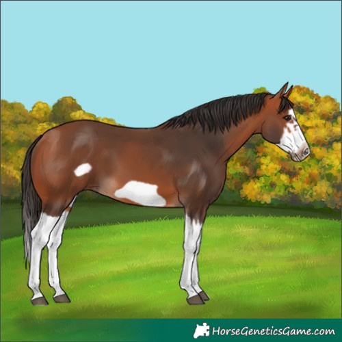Horse Color:Bay Splash Frame 