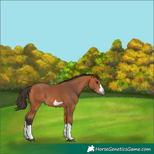 Horse Color:Bay Splash Frame 